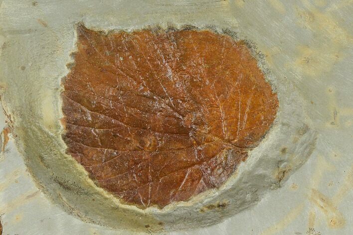 Fossil Leaf (Davidia) - Montana #115205